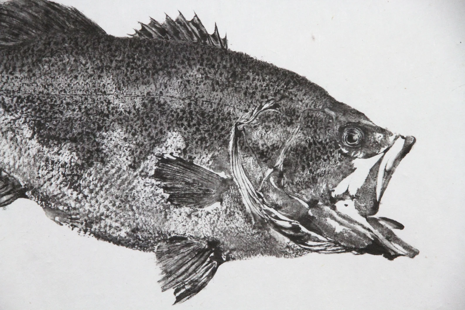 Book of the black bass. Black bass; Bass fishing. Creel, or Fish