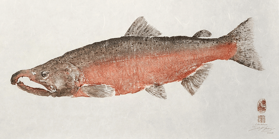 Coho Salmon Spawning Colors – Dwight Hwang
